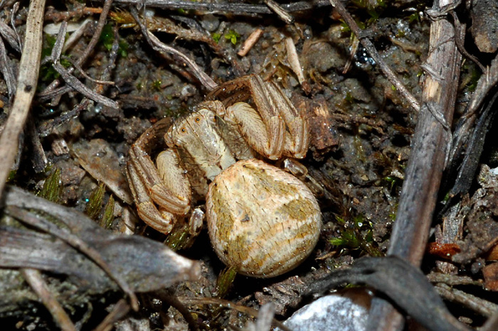 Xysticus sp.